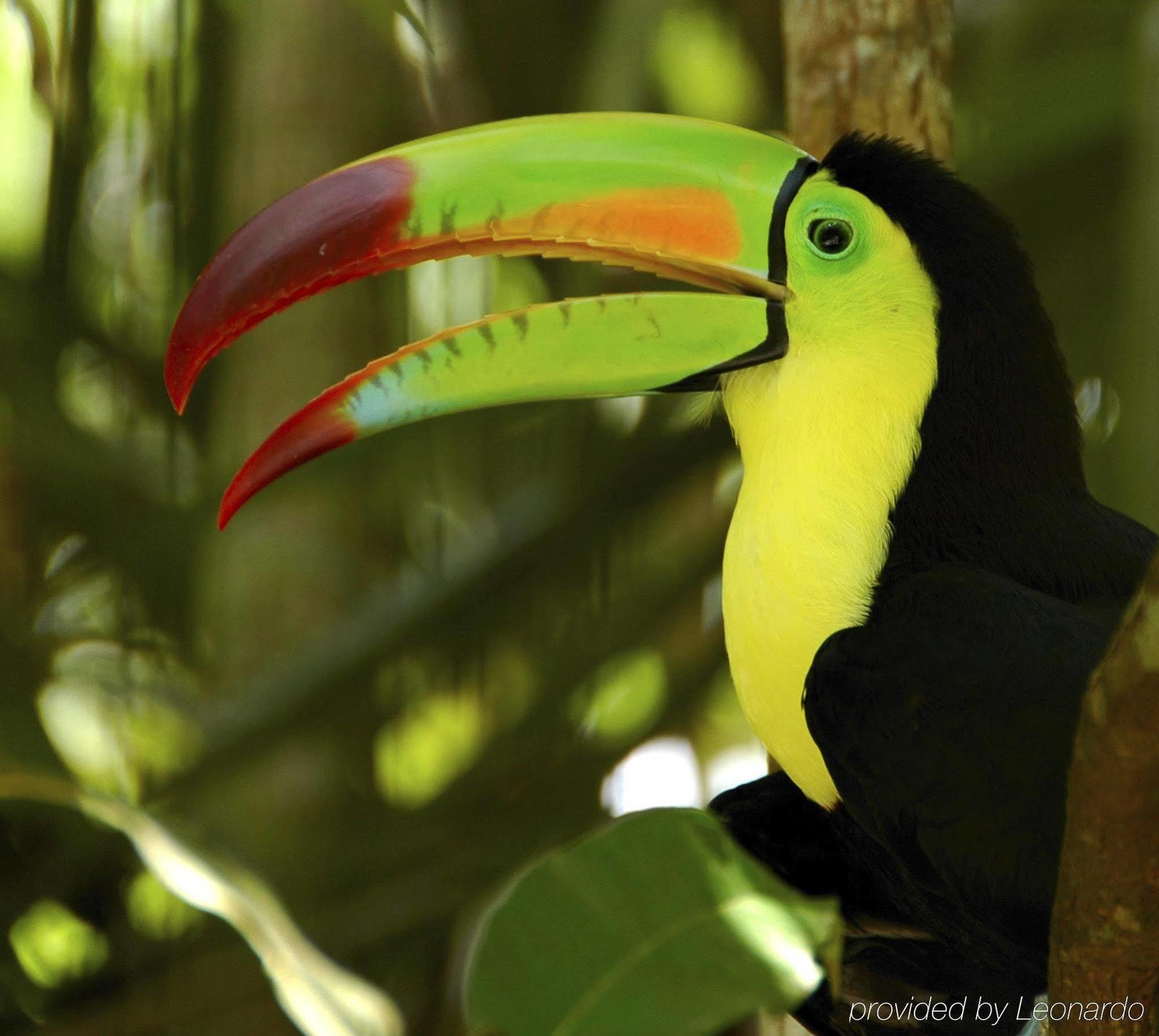 Machaca Hill Rainforest Canopy Lodge Punta Gorda Exteriér fotografie